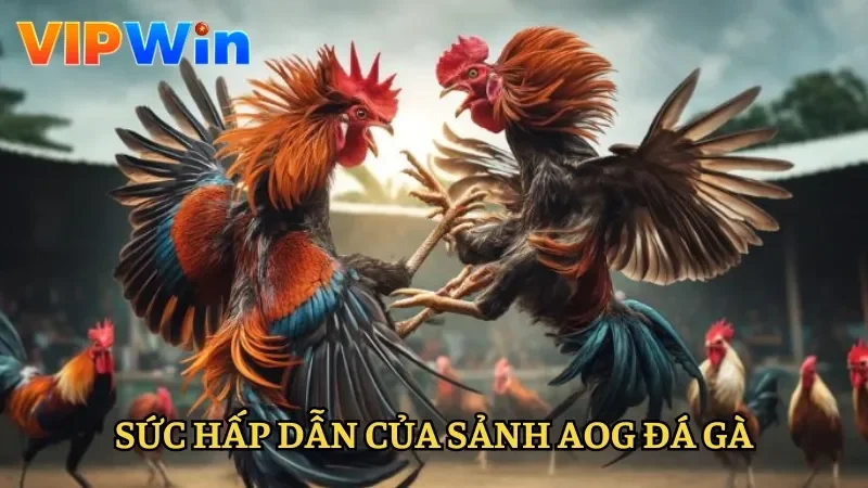 Sức hấp dẫn của AOG đá gà