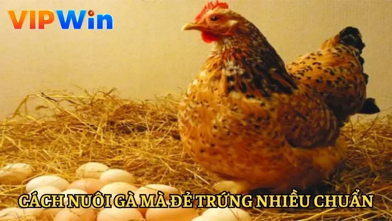 Bí quyết trong cách nuôi gà mái đẻ trứng nhiều