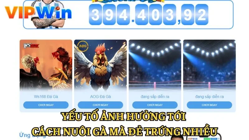 Yếu tố ảnh hưởng đến cách nuôi gà mái đẻ trứng nhiều