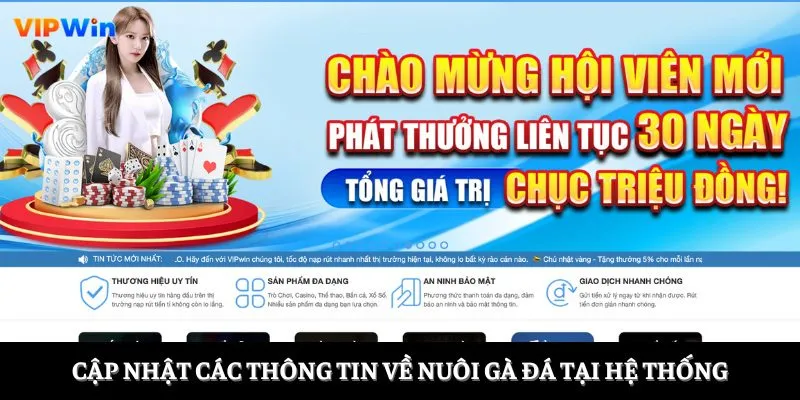 Cập nhật các thông tin về nuôi gà đá tại hệ thống