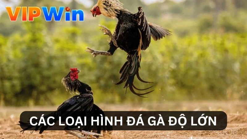 Các loại hình đá gà