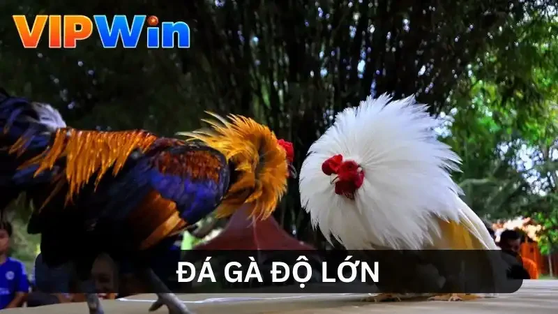 Đá Gà Độ Lớn – Đỉnh Cao Thể Thao Vương Giả Tại VIPWIN