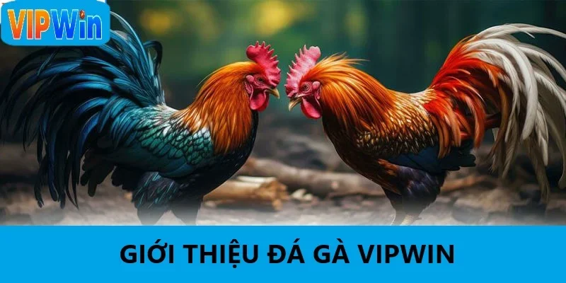 Tổng quan về đá gà VIPWIN