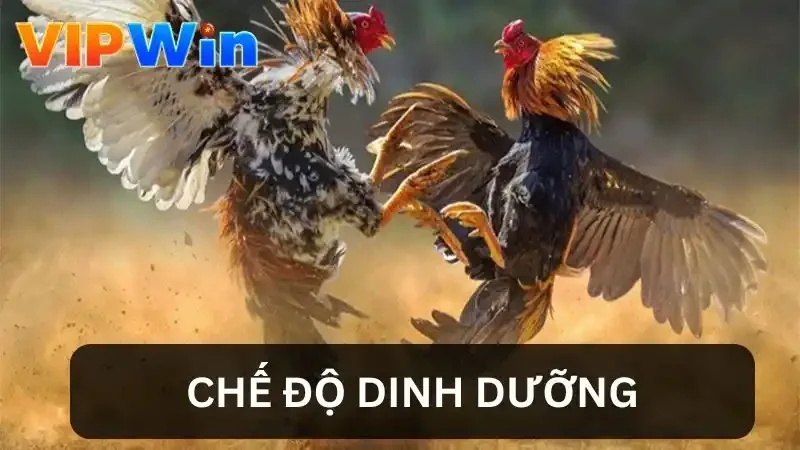 Dinh dưỡng ảnh hưởng đến độ bền của gà chọi