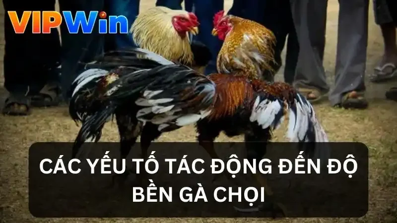 Yếu tố tác động đến độ bền của gà