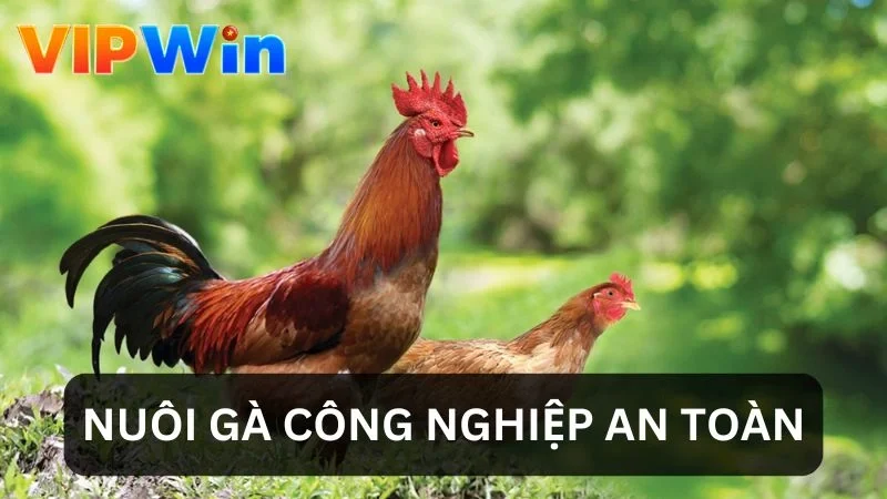 Nuôi Gà Công Nghiệp An Toàn - Bí Tạo Ra Chiến Kê Bất Bại