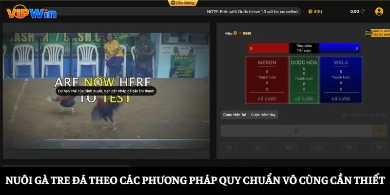 Nuôi gà tre theo các phương pháp quy chuẩn vô cùng cần thiết