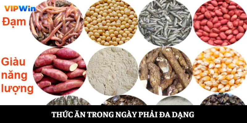 Thức ăn trong ngày phải đa dạng 