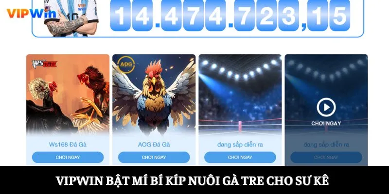 Vipwin bật mí bí kíp nuôi gà tre cho sư kê  